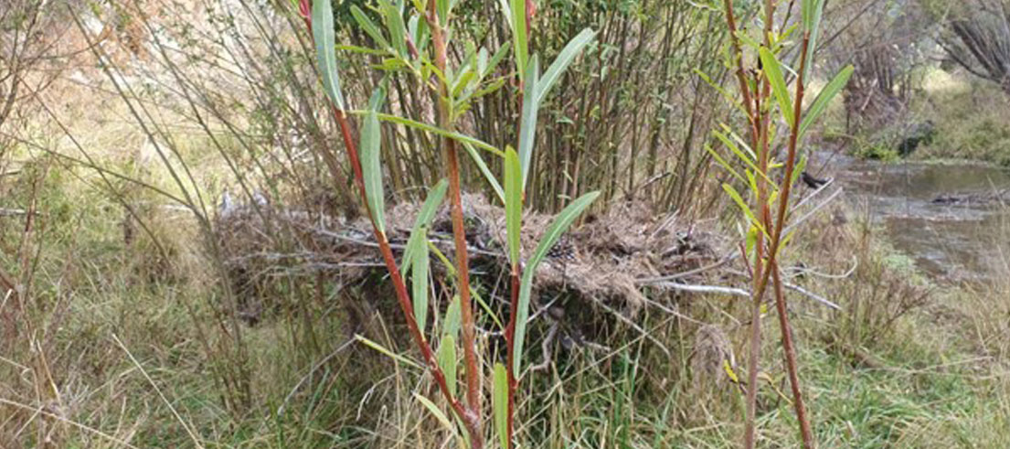 <p>Salix purpurea, habit. Note flood resistance and many whip like stems. Photo: David Glenny</p>