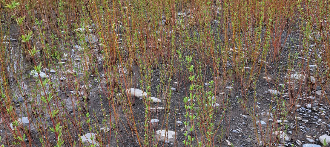 <p>Salix purpurea, infestation Waiau Uha. Photo: James Schaap</p>