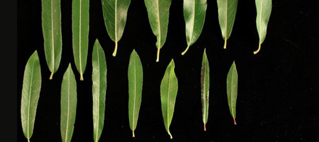 <p>Salix purpurea, mature leaves from a range of cultivars. Photo: David Glenny, Manaaki Whenua - Landcare Research Salix purpurea has the greatest range of leaf shapes and sizes of any species in New Zealand.&nbsp;</p>
