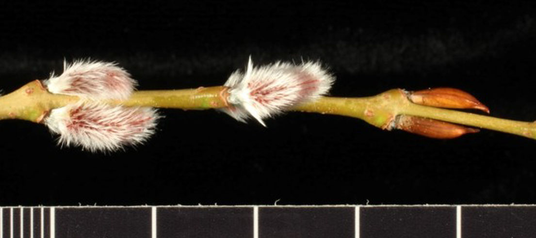 <p>Salix purpurea, flower bud scales and emerging catkins. Photo: David Glenny, Manaaki Whenua - Landcare Research.&nbsp;</p>