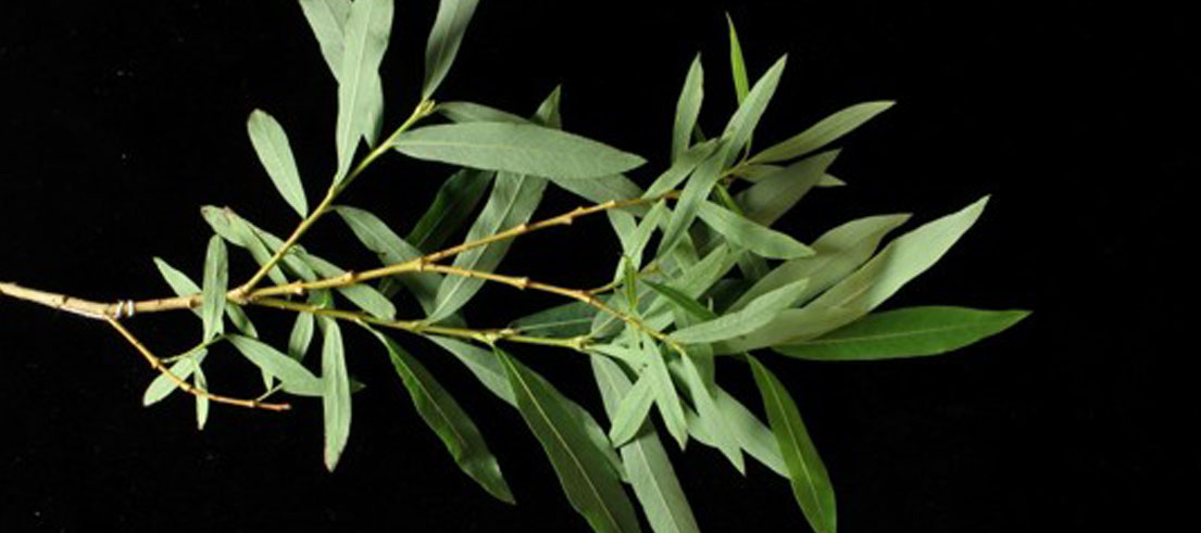 <p>Salix purpurea, two types of foliage on the same plant. Photo: David Glenny, Manaaki Whenua - Landcare Research</p>
