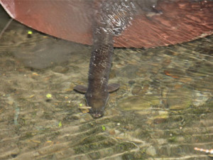Eel in water