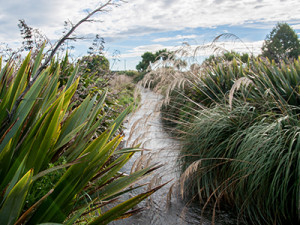 Lower Waitaki River riparian planting