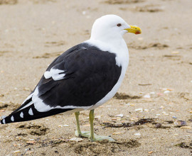 Southern Black backed Gull