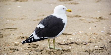 Southern Black backed Gull