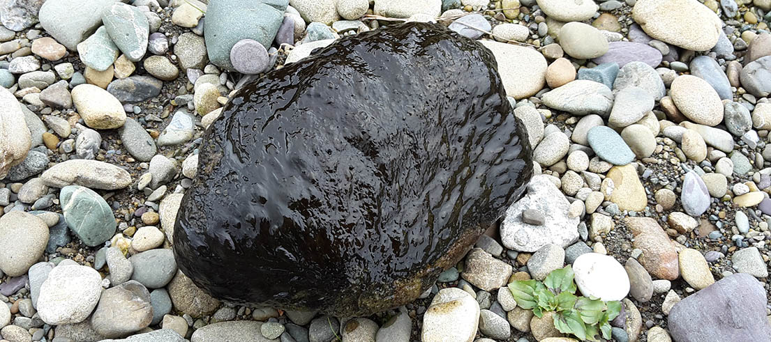 <p><span>In rivers, toxic algae usually appears as dark brown/black mats.</span></p>