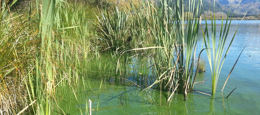 <p><span>Toxic algae in lakes is often </span>suspended<span> in the water. </span></p>