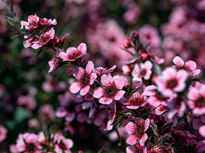 Pink Manuka flower