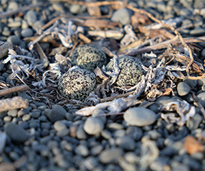 Pohowera (Banded dotterel) eggs