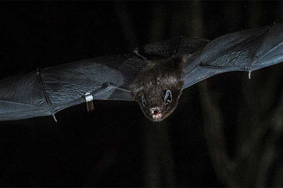 <p>Long-tailed bat. Photo credit: Chris Hillock</p>