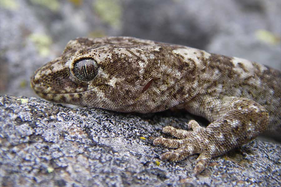 <p>Southern Alps gecko - Photo credit: Marieke Lettink</p>