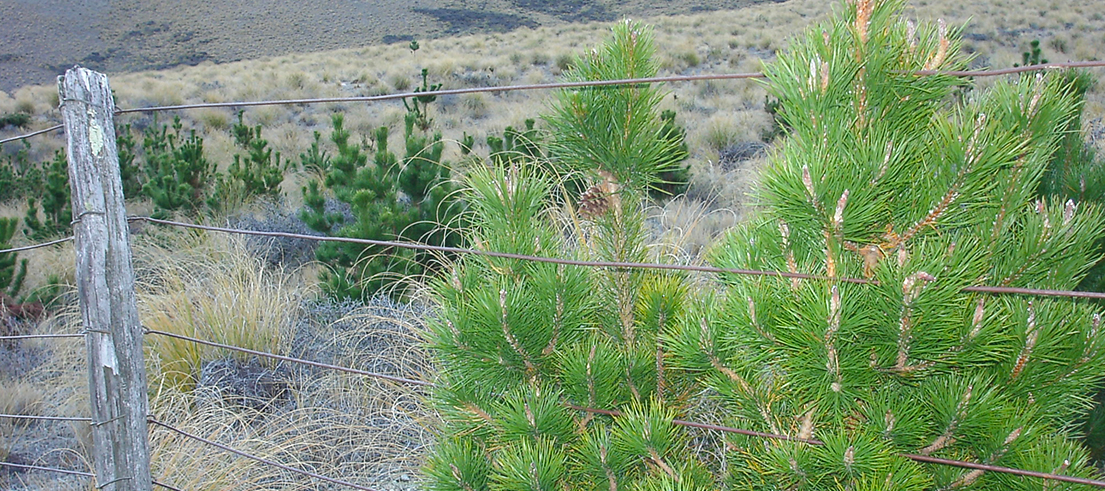 Wilding pines
