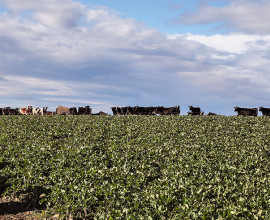 Winter crop grazing DairyNZ