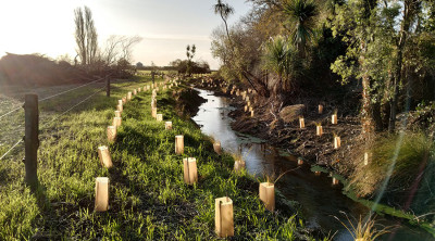 Photograph of new plantings on both sides of a brook. 