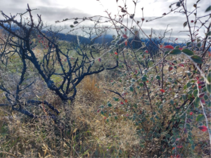 Burnt native shrubland plants and cotoneaster re-growth on the margin of Lake Ōhau before the control operations, April 2022