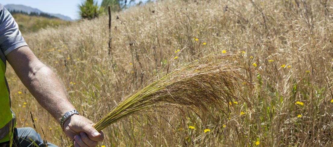 fight against nassella tussock webstory   1105x490