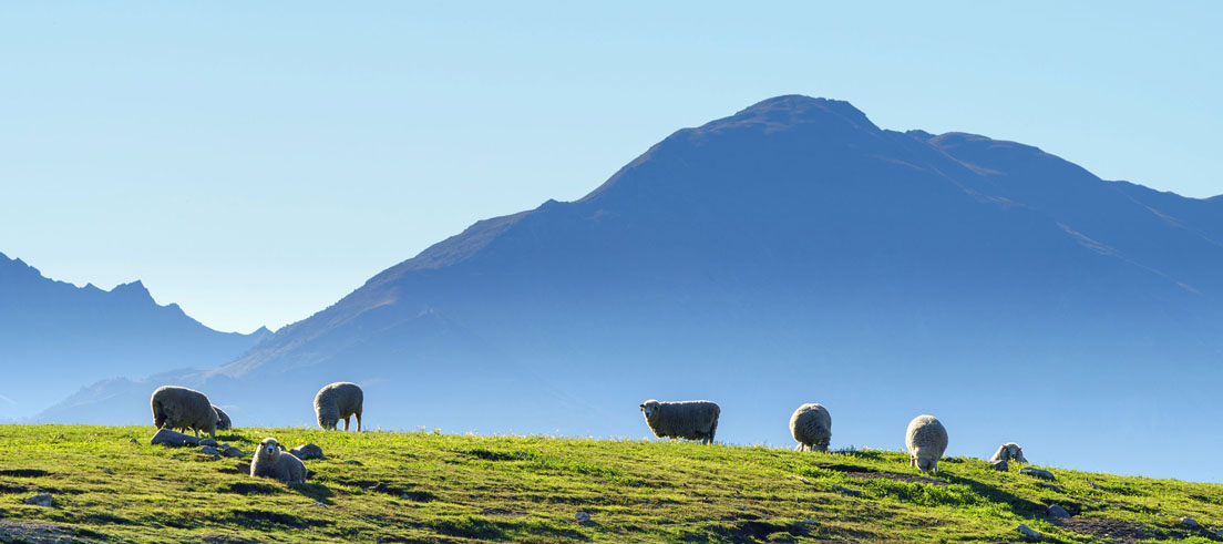 sheep on hill shutterstock 471263627 web