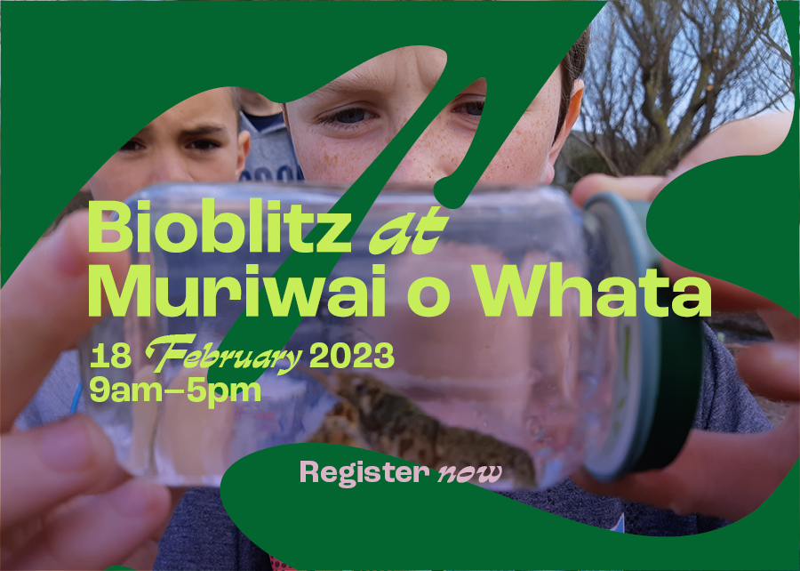 Bioblitz at Muriwai o Whata