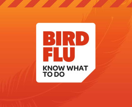 Otago Regional Council Bird Flu Know What to do