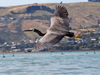 Heron in flight over the Avon Heathcote Estuary Ihutai